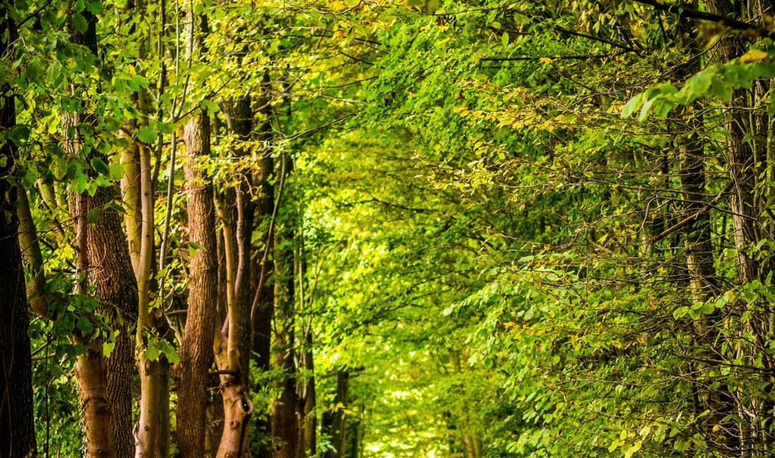 david-bruyndonckx-F_hft1Wiyj8-unsplash