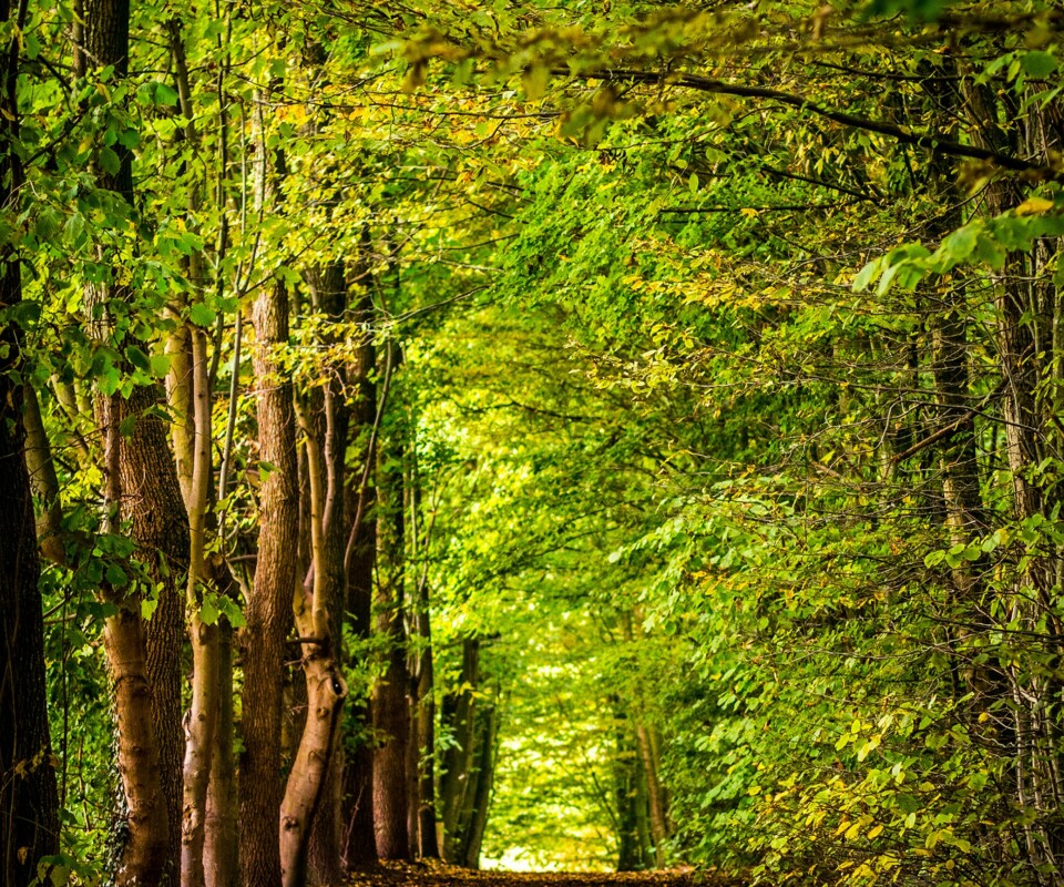 david-bruyndonckx-F_hft1Wiyj8-unsplash